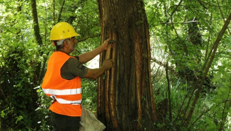 Şifa ve Güzel Kokusu İçin, Orman Genel Müdürlüğü Tarafından Üretiliyor