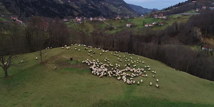 Trabzon’da meralarda çobanların mesaisi sürüyor